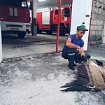Griffon Vulture Detected by Rescuers Passed to Yerevan Zoo Employees
