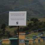 WWF Հայաստանը աջակցում է մարդու և գորշ արջի միջև կոնֆլիկտի մեղմացմանը