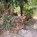 Կոտայքի մարզպետարանը հետամուտ կլինի Չարենցավանում բակային տարածքներում ծառերի հատման կանխարգելմանը