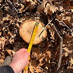 Обнаружено 26 незаконно срубленных «дубовых» деревьев