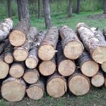 Illegal Tree Felling in Tavush and Kotayq Regions