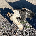 Alarm Signal from Hovtashat. Again Contaminated Storks
