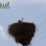 Area of ​​Pollution of White Storks Increased by 59%: NABU-Armenia