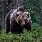 Медведь гризли - угроза для общины Ехегис