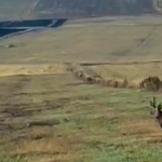 Caucasian Red Deer Found in Aragatsotn Region