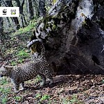 Caucasian Leopard in Zangezur Biosphere Complex