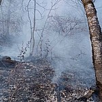 В Дилижанском национальном парке продолжаются противопожарные работы