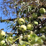 Ինչպես է Հայաստանի գյուղատնտեսությունը դիմակայելու կլիմայի փոփոխության մարտահրավերներին