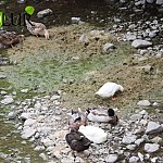 Ущерб в сфере использования и охраны водных ресурсов составил более 253 млн драмов