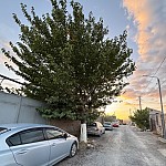 Zovuni Residents Raise Alarm Over Possible Cutting of Mulberry Tree