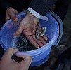 324,843 Young Sevan Trout of “Gegharkuni” Subspecies Released into Lake Sevan