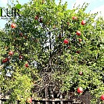 Climate problems of Nrnadzor and successful experience of the community cooperative. PART 5