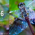 Հռոմում SBI6-ի ժամանակ կներկայացվի COP17-ի նախապատրաստական աշխատանքների առաջընթացը