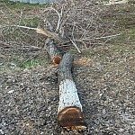 The Environmental Protection and Mining Inspection Body Has Accepted the Alert on Tree Cutting in Yerevan for Review
