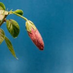 Էկոլուրի նոր տեսանյութը՝ Աջակցություն Հայաստանին՝ COP 17-ին ընդառաջ