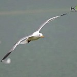 April 1 - International Bird Day