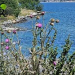 Armenia Published Its Biodiversity Conservation Goals and Targets Ahead of COP17