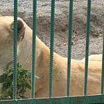 Гражданское общество требует провести независимую экспертизу для установления причины гибели белой львицы