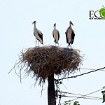 Armash: Unique Biodiversity Treasure - Awareness Meeting Held Ahead of COP17