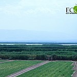 Армаш: рыбоводные пруды - важная среда обитания редких птиц