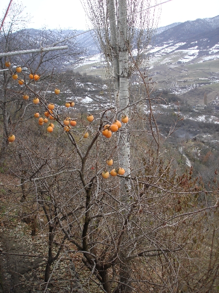 MOTHER NATURE’S YEAR: A SUMMARY OF 2007 FROM THE VIEWPOINT OF ENVIRONMENT