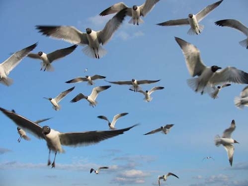 “ECOLUR” REPRESENTS THE RESULTS OF THE INFORMATIONAL MONITORING ON BIRD HUNTING