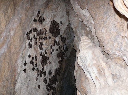 TO PRESERVE MAGELI CAVERN AS UNIQUE ECOSYSTEM OR RECOSNTRUCT IT FOR TOURISTS?