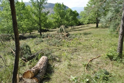 Forest Felling Near Marmarik
