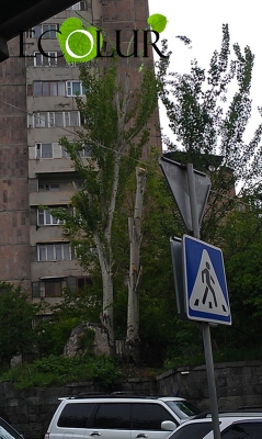 Green Trees Felled in Avan
