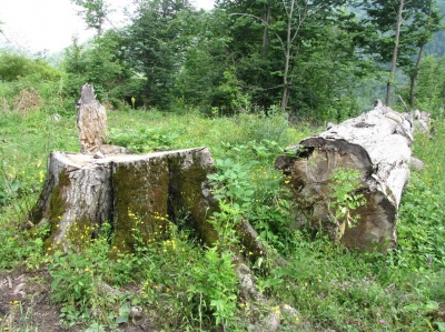 Forests of Getahovit Mountains Chopped