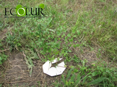 Destroyed monoculture pine stands replaced by broad-leaf species