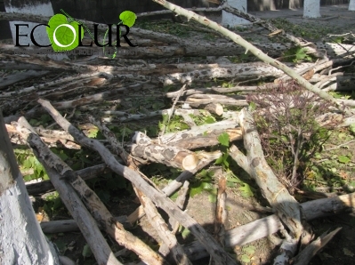 Для дорожного строительства Еревана вырубят 3797 деревьев