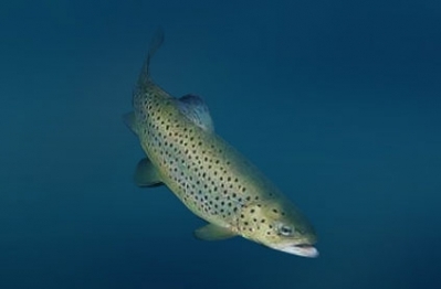 Armenian Botanical Society Responded to Fish Farming Project in Sevan