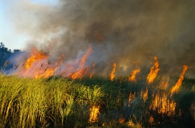 Fires in Grass-Covered Territories in Yerevan