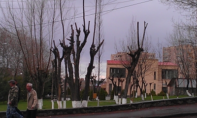 Ավանում ծառերի խորը էտումը առաջացրել է բնակիչների վրդովմունքը (Լուսանկարներ)