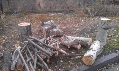 Deep Pruning of Trees In Yerevan Reminding of Tree Felling in Dark and Cold Years (Photos)