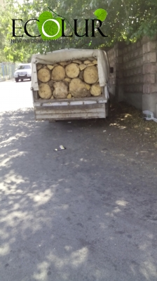 Nazeli Vardanyan: It’s Not Possible to Supply Annual Demand of 650.000 Cubic Meters of Firewood by Sanitary Felling
