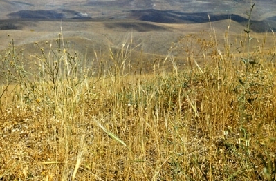 “Erebuni” State Reserve Area Expanded by 31.5134 ha