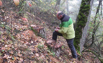 Ծառահատումներ «Շիկահող» պետական արգելոցում