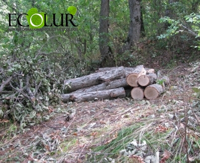 "ArmForest" Claiming that Deforestation in Stepanavan Was Planned