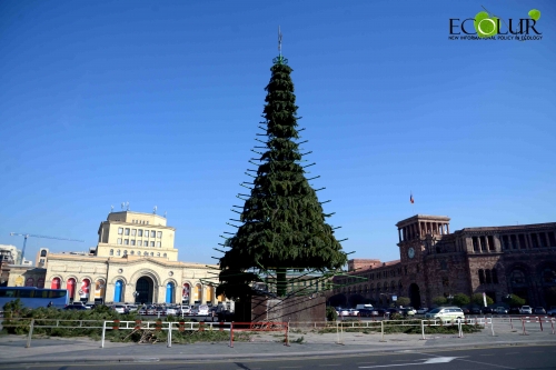 Երևանի գլխավոր տոնածառի համար տրամադրվել է սոճու 6000 ճյուղ (ֆոտոշարք)
