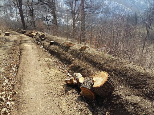Nature Protection Ministry Explaining: Trees Felled Down in Dilijan National Park