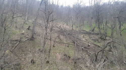 Damage Caused to Nature in Amount of 7.5 Million AMD Because of Illegal Tree Felling in Yerevan and Tavush