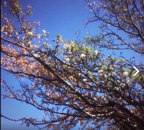 Stress-Related Tree Blossoming in Khosrov Reserve