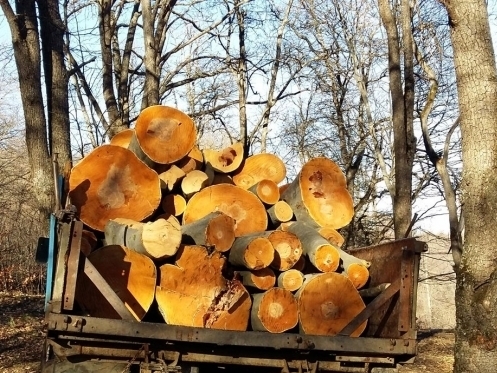 Незаконно срублено 52 дерева