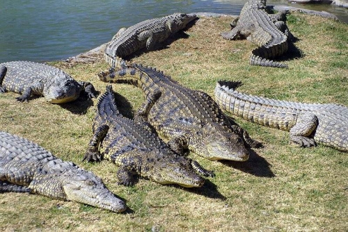 Ферма по разведению крокодилов не подлежит экологической экспертизе