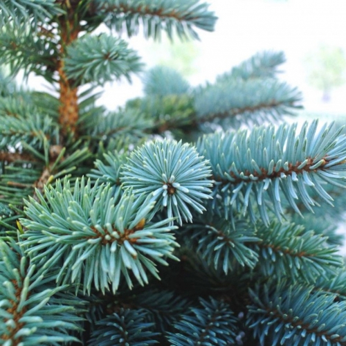 Local Tree Species Not Detected at Xmas Sale Points