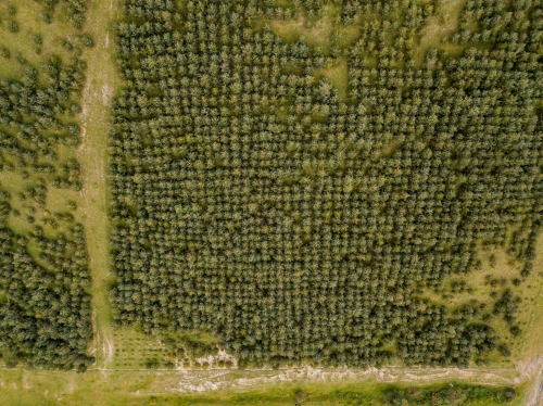 Անտառների կայուն կառավարում. «Հրանտ Դինք» անտառի խնամքի հատման աշխատանքների մեկնարկ