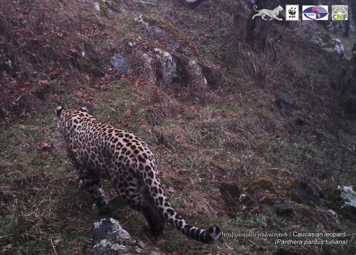 WWF Armenia Shot Leopard in Areviq National Park