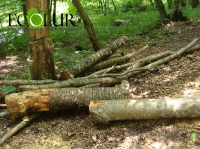 Около 100 деревьев были незаконно вырублены в Степанаванском лесхозе
